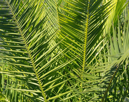 palm closeup