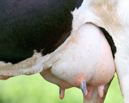 detail of holstein cow udder