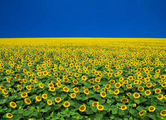 Fototapeta premium sunflowers