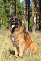 Leonberger dog
