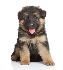 German shepherd puppy