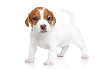 Jack Russell terrier puppy