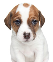 Jack Russell dog puppy portrait