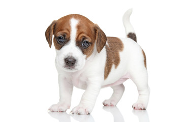 Jack Russell puppy