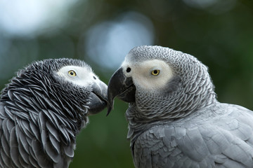 parrot bird