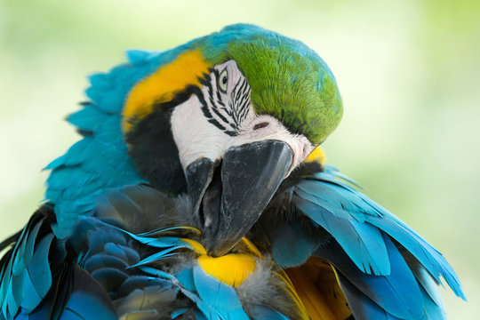 parrot