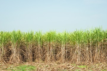Sugar Cane Plantation