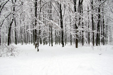 winter forest