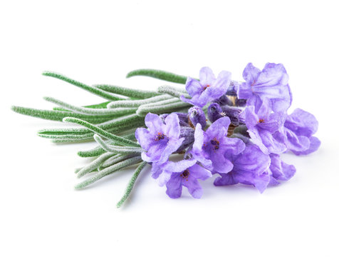 Fototapeta Lavender. Flowers isolated on white