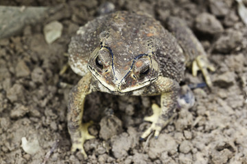 the toad