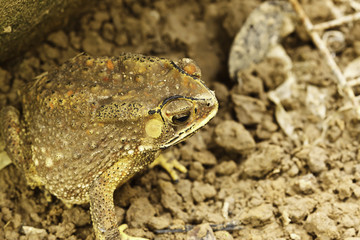 the toad
