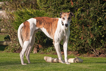 Greyhound