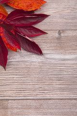 Naklejka na ściany i meble colored leaves on wood, autumn background