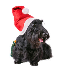 Dog in Santa cap