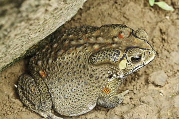 the toad
