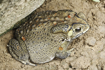 the toad