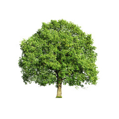 Close up of green tree isolated on white background
