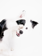 black and white dog (36)