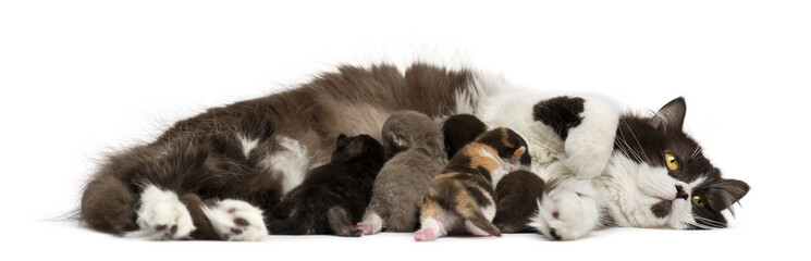 Side view of a British Longhair lying, feeding its kittens