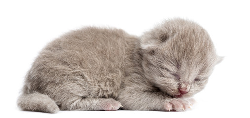 Highland straight or fold kitten lying, eyes closed