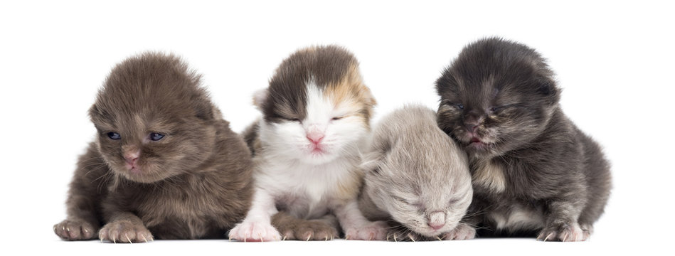 Highland straight or fold kittens in a row, 1 week old, isolated