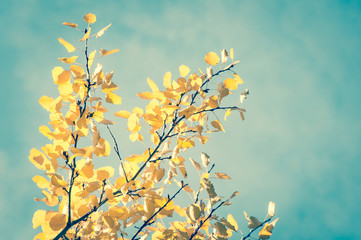 Sunny autumn day and colorful leaves