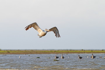 big pelecanus onocrotalus flying over water