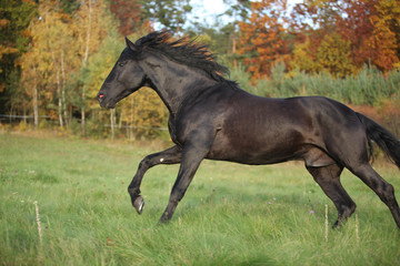 Gorgeous black stallion running in autumn