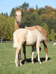 Naklejka na ściany i meble Kinsky horse mare with foal in autumn
