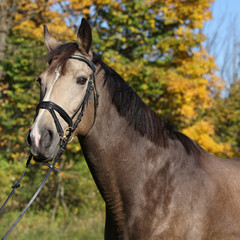 Portrait of nice Kinsky horse with bridle in autumn