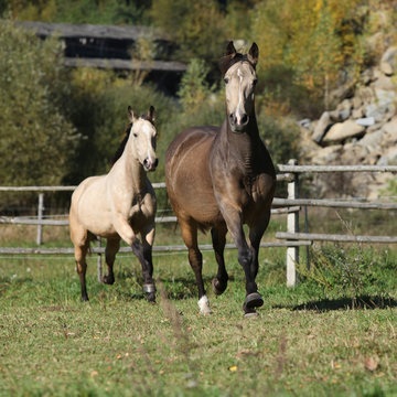 Two Kinsky Mares Running