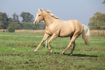 Palomino quarter horse running on pasturage