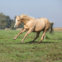 Palomino quarter horse running on pasturage