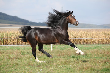 Obraz na płótnie Canvas Nice brown stallion with long mane running