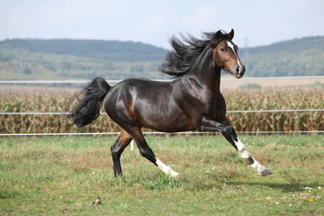 Nice brown stallion with long mane running