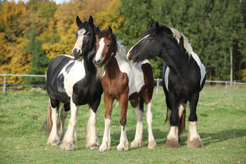 Fototapeta premium Beautiful irish cobs on autumn pasturage