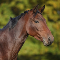 Obraz premium Ładny brązowy koń gorącokrwisty z czarną grzywą