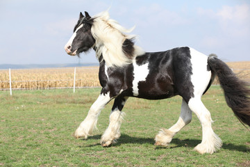 Gorgeous stallion with long flying mane