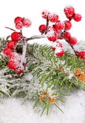 Fototapeta na wymiar Rowan berries with spruce covered with snow isolated on white