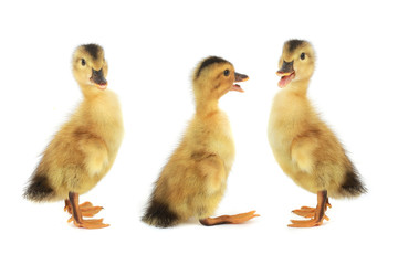 duck