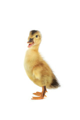 duck