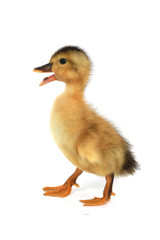 duck
