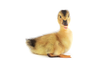 duck