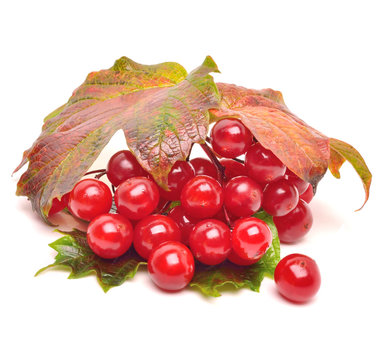 Red viburnum berries with leaves
