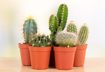 Collection of cactuses, on wooden windowsill