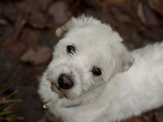 cane Maltese