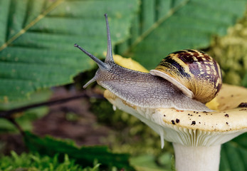 Schnecke und Pilz