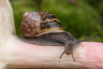 Schnecke und Pilz