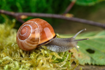 Schnecke und Pilz