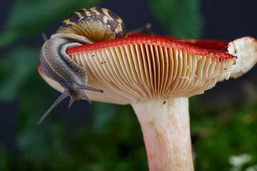 Schnecke und Pilz